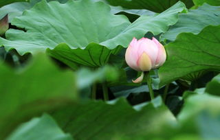 莲花是什么季节开花,莲花绽放的季节
