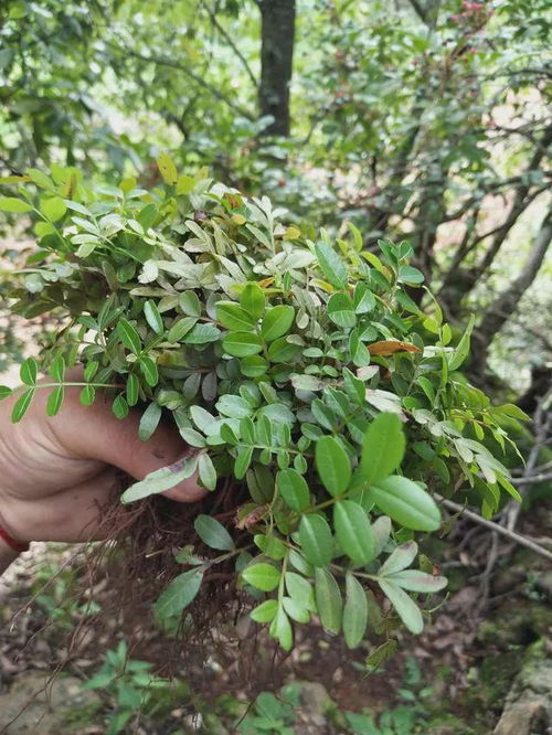 清香木和胡椒木哪个珍贵