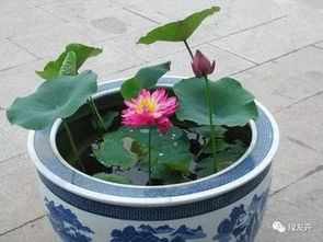 碗莲用什么肥料,打造美丽水生花卉的秘密武器