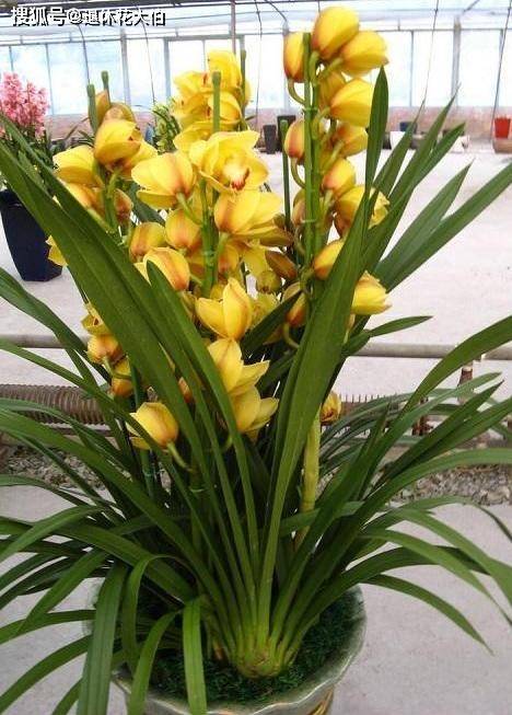 大花蕙兰夏天怎么养,大花蕙兰的夏季养护秘诀