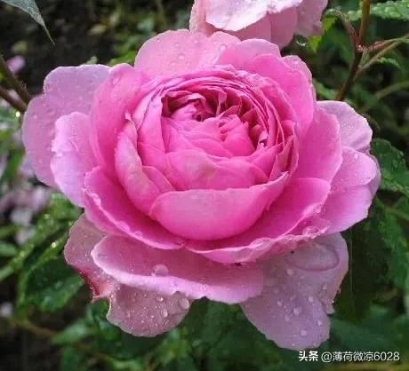 艾莎月季花带花荷吗怎么养,艾莎月季，美得像童话里的公主