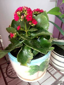 带香味的室内花有哪些,盘点带香味的室内花卉品种
