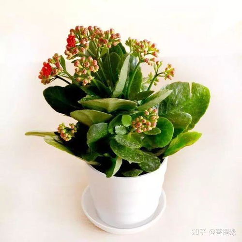 长寿花怎么浇水,科学浇灌，养出美丽花朵