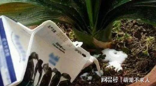 用什么擦绿箩,揭秘擦拭绿箩的神奇方法