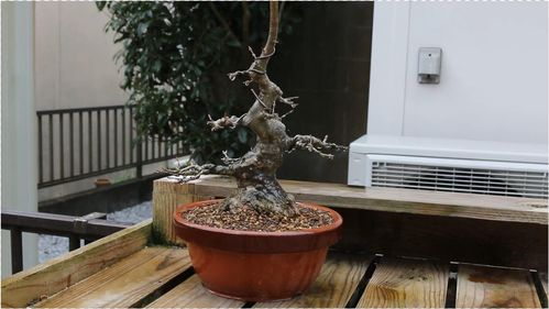 盆景修根怎么修,塑造生命之美的艺术概述