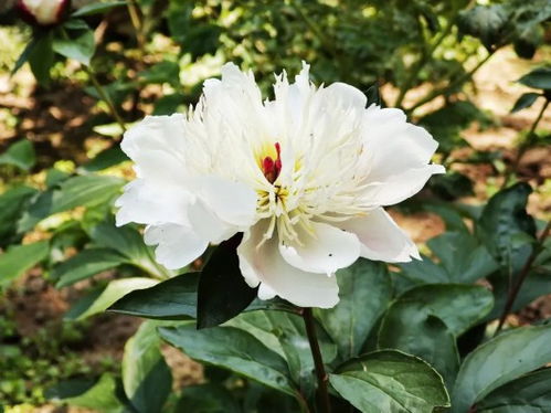 芍药花期是什么样的,春日里的浪漫盛宴