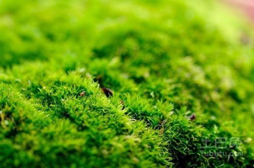 什么为苔藓植物,苔藓植物的生态特征与生物学研究概述