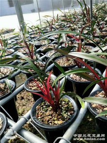 对红怎么分盆,探寻土壤色彩背后的种植奥秘