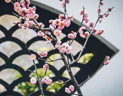 梅花有多少品种,探寻梅花品种的丰富世界