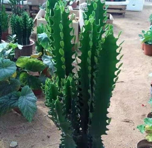 龙骨花怎么移植,轻松掌握移栽技巧