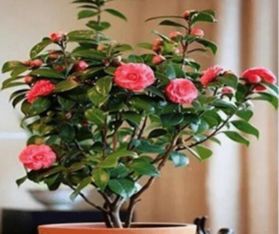 山茶花什么季节插枝
