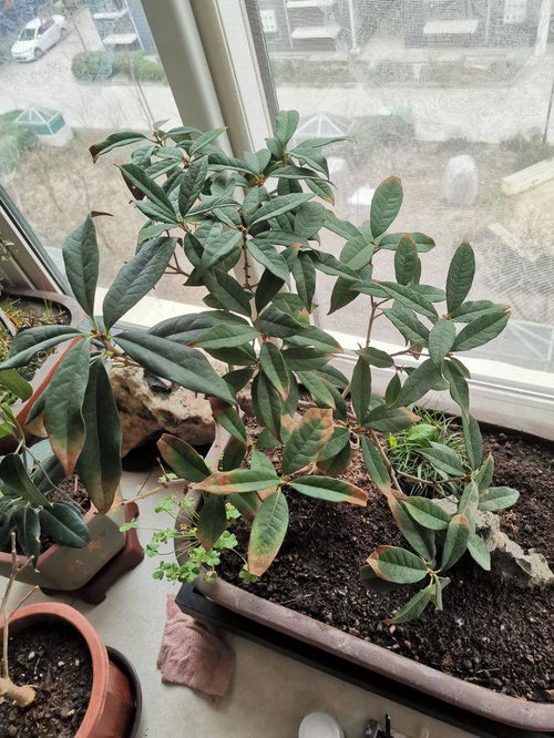 桂花干叶尖是怎么回事,揭秘植物生长的微妙变化