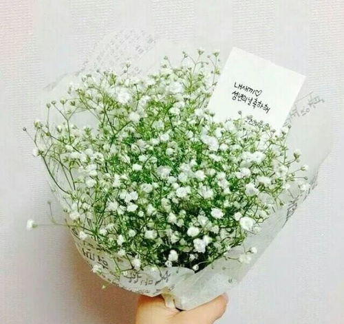 满天星该如何养殖,培育繁花似锦的室内绿植