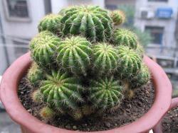 仙人掌属于什么植物