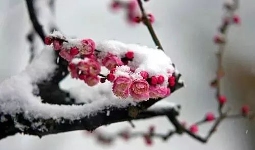 梅花怎么得开着,探寻冬季花开的秘密