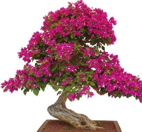 春天三角梅开花了能插枝吗,三角梅开花季,插枝正当时