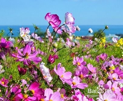 如何种植格桑花,从播种到绽放的温馨之旅