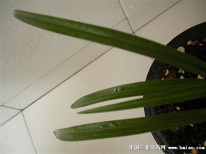 兰花单独的芽怎么养,兰花芽苗养护全攻略