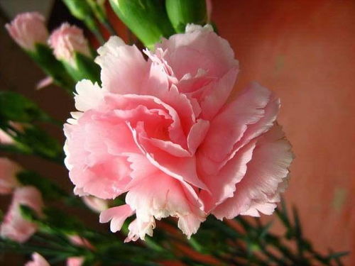 粉白康乃馨花语是什么,传递爱与祝福的温柔使者