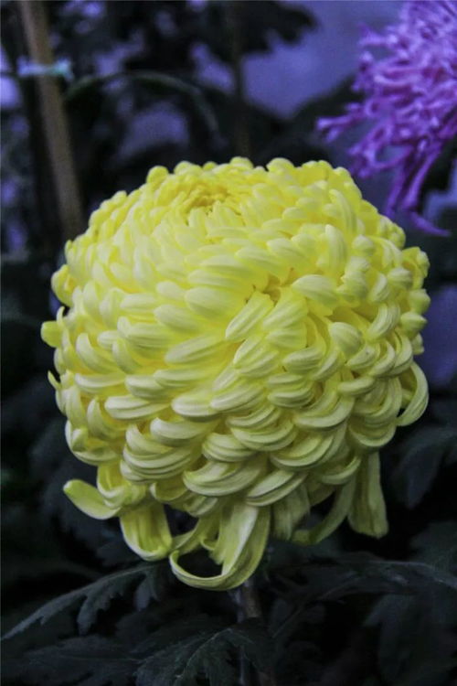 菊花品种有哪些,探寻千姿百态的菊花园
