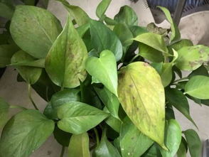 植物叶子发黄是什么原因,多因素影响下的养护攻略