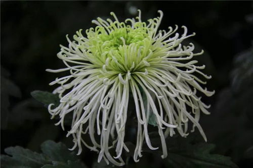 菊花的种类有哪些,探寻千姿百态的菊花种类