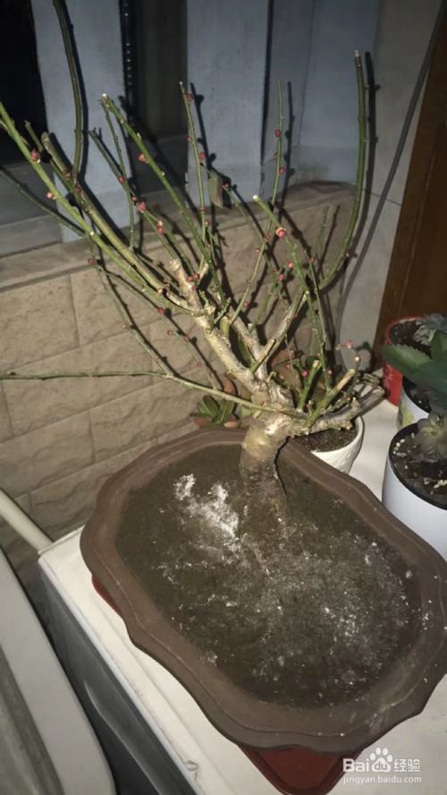 腊梅花怎么剪枝,塑造美丽花姿的秘籍