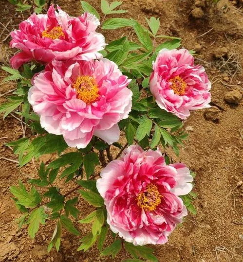 牡丹花怎么浇水,四季养护要点解析