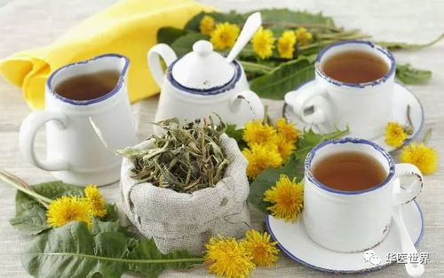 蒲公英茶与什么泡水,养生功效更佳