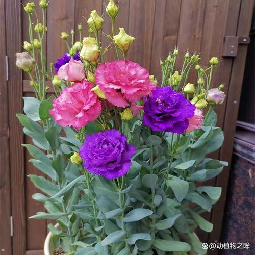洋桔梗花怎么养,从种植到水养技巧解析