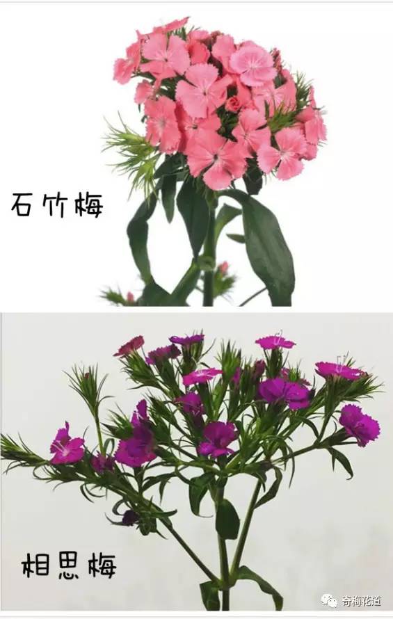 花的分类怎么分,花的世界，千姿百态的分类之旅