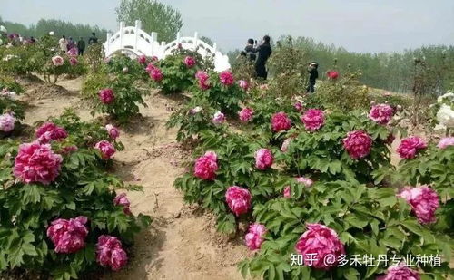 沙漠牡丹如何栽培