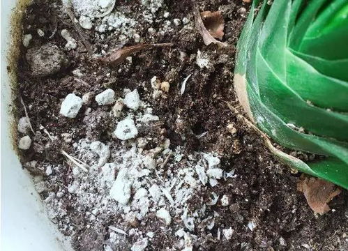 养花生虫有多少种,揭秘花生病虫害的多样性与防治策略