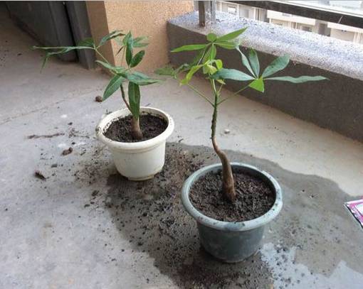 为什么发财树盆有小,助力财富增长的小技巧