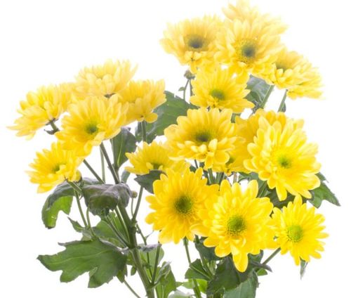 母菊花语是什么
