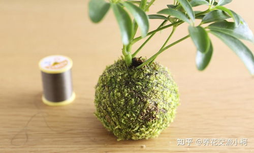 养绿植用什么土,养绿植的土壤选择指南