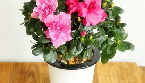 杜鹃花怎么养护,从土壤到花期全方位呵护