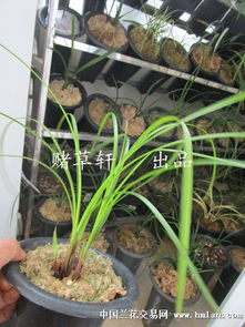 虾抓兰怎么扦插,虾抓兰扦插技巧全解析