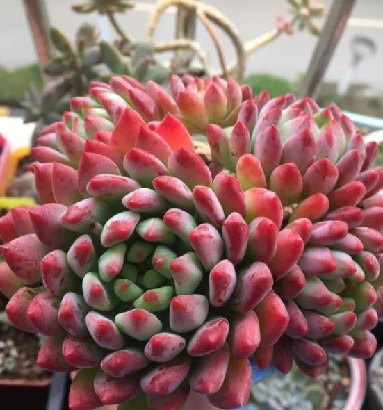 苹果美人多肉怎么养护,打造精致绿植小宠