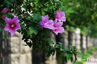 木槿花语是什么,温柔绽放的美丽寓意