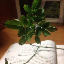 蔷薇种了半年 怎么修剪,塑造美丽花姿