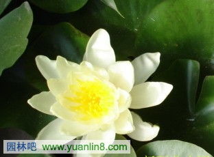 盆栽睡莲如何管理,从种植到管理的全方位指南