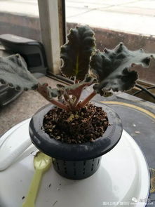 非洲堇小苗怎么养,从新手到专家