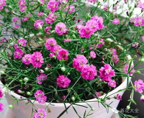 石竹花在哪个季节开花,春意盎然的美丽瞬间
