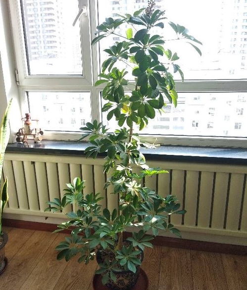 鸭掌木怎么不长分枝,鸭掌木不长分枝的解决之道