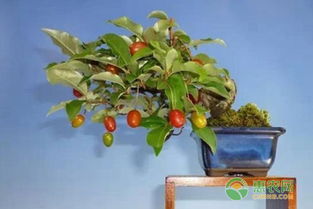 胡颓子怎么养殖,胡颓子高效养殖技术解析