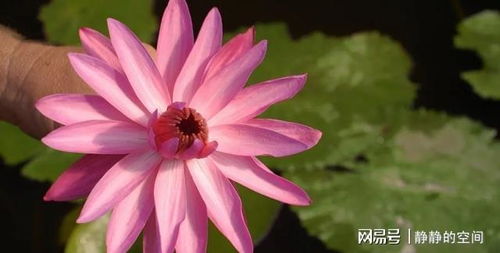 晚上开花的有哪些花,揭秘夜间绽放的迷人花朵