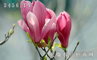 如何盆栽紫玉兰,从播种到开花