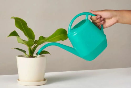 用什么浇花最好,揭秘植物生长的黄金滋养液”