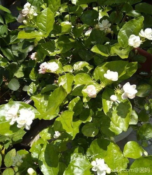 茉莉花为什么会掉花苞,探究原因与养护技巧